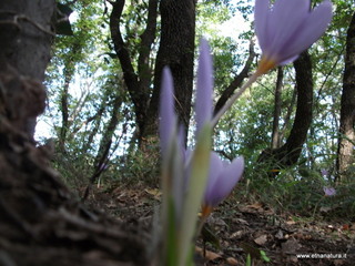 Bosco_Nicolosi - 04-11-2012 12-51-28.JPG